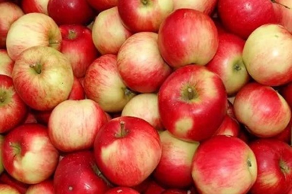 تصویر 1 از خرید و قیمت سیب دو رنگ تابستانه + فروش صادراتی
